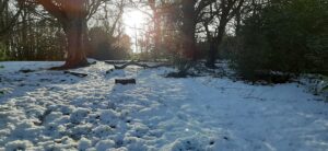 Fresh snow lies on the ground before a forest in winter sunshine.